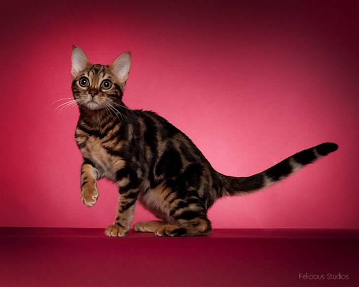 Bengal DK Northern Feline Asuri billede 1