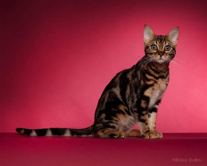 Bengal DK Northern Feline Asuri billede 2