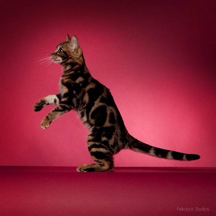 Bengal DK Northern Feline Asuri billede 3