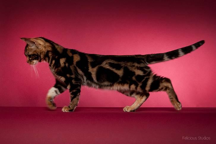 Bengal DK Northern Feline Asuri billede 4