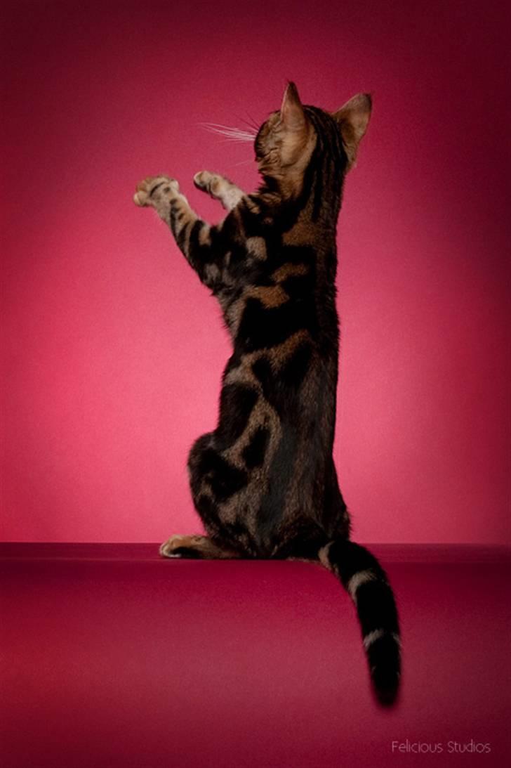 Bengal DK Northern Feline Asuri billede 5