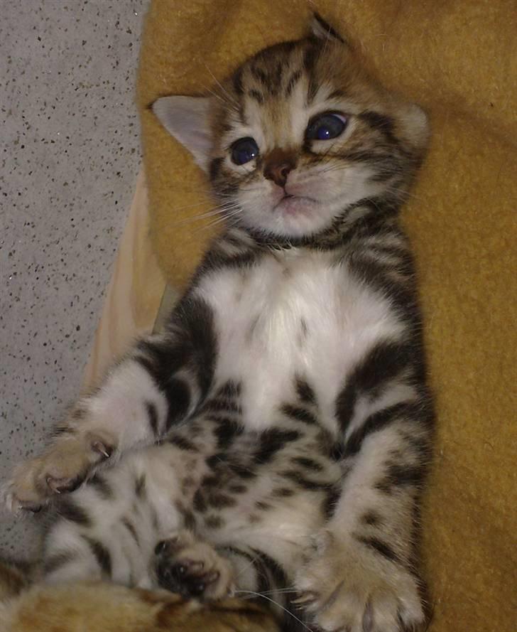 Bengal DK Northern Feline Asuri billede 6