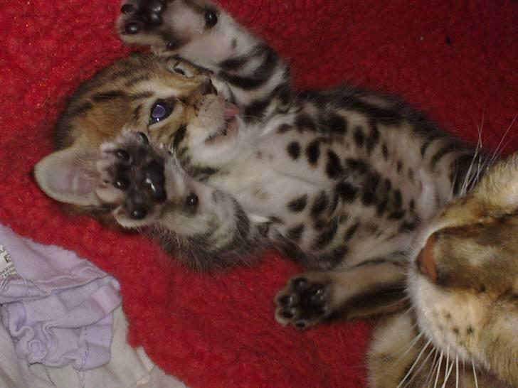 Bengal DK Northern Feline Asuri billede 7