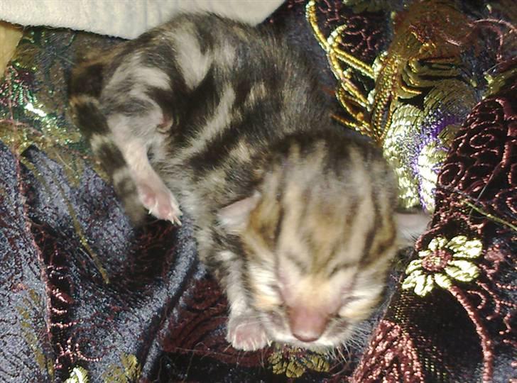 Bengal DK Northern Feline Asuri billede 8