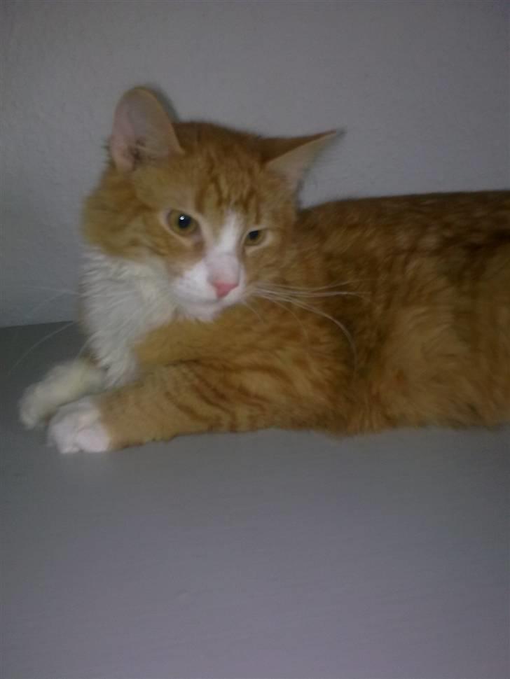 Blanding af racer Mille billede 7