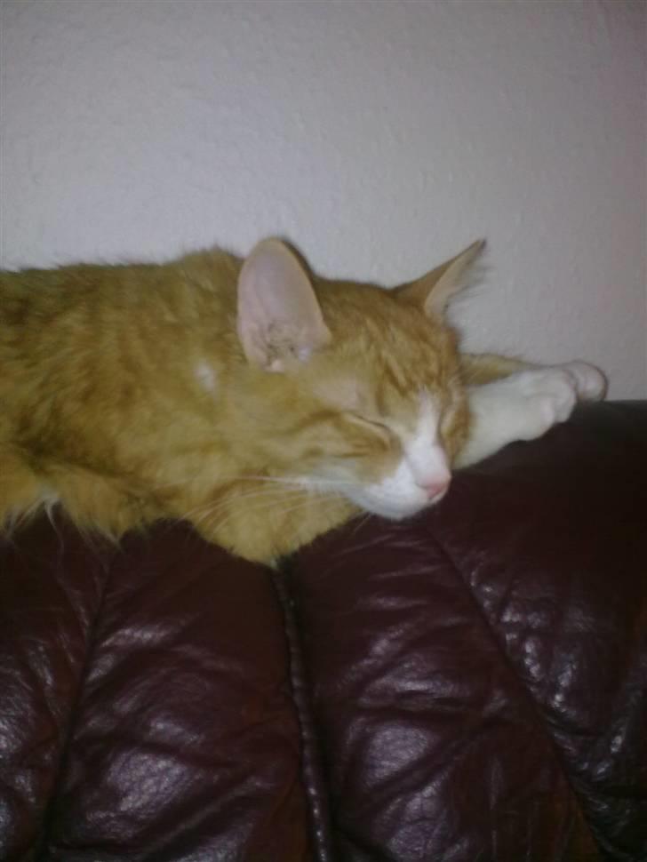 Blanding af racer Mille billede 9