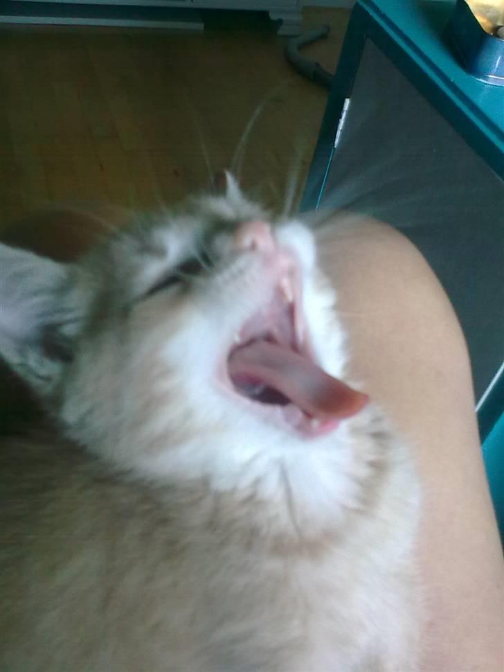 Huskat Tinni billede 2