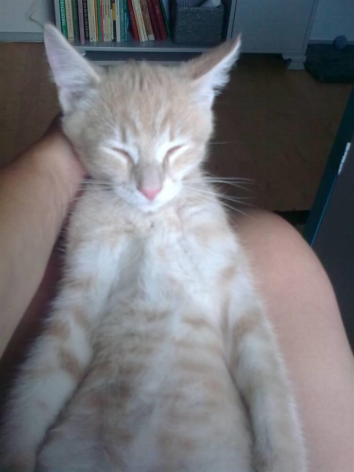 Huskat Tinni billede 3