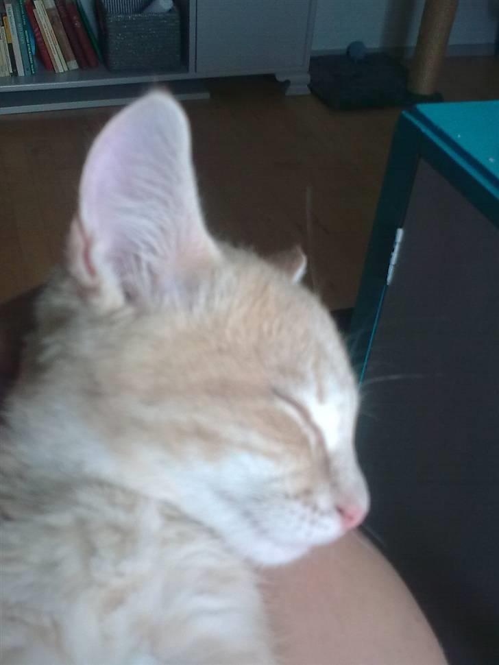 Huskat Tinni billede 4