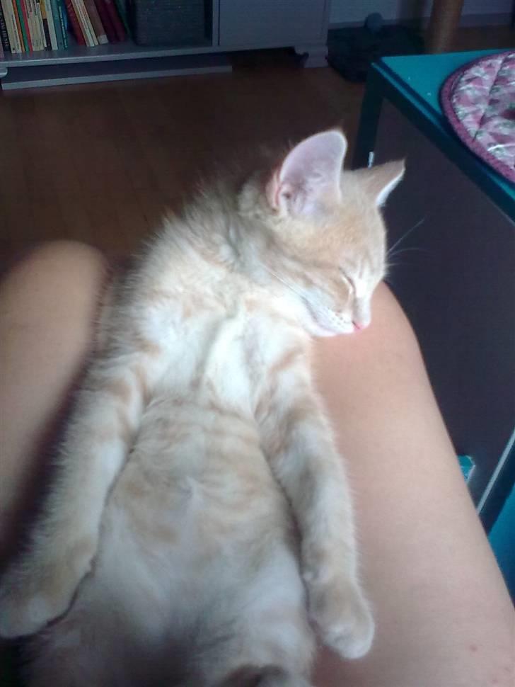 Huskat Tinni billede 5