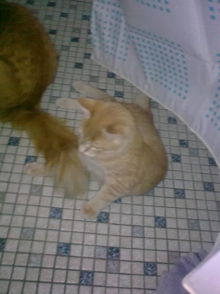 Huskat Tinni billede 6