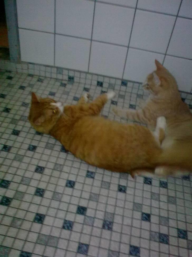 Huskat Tinni billede 7