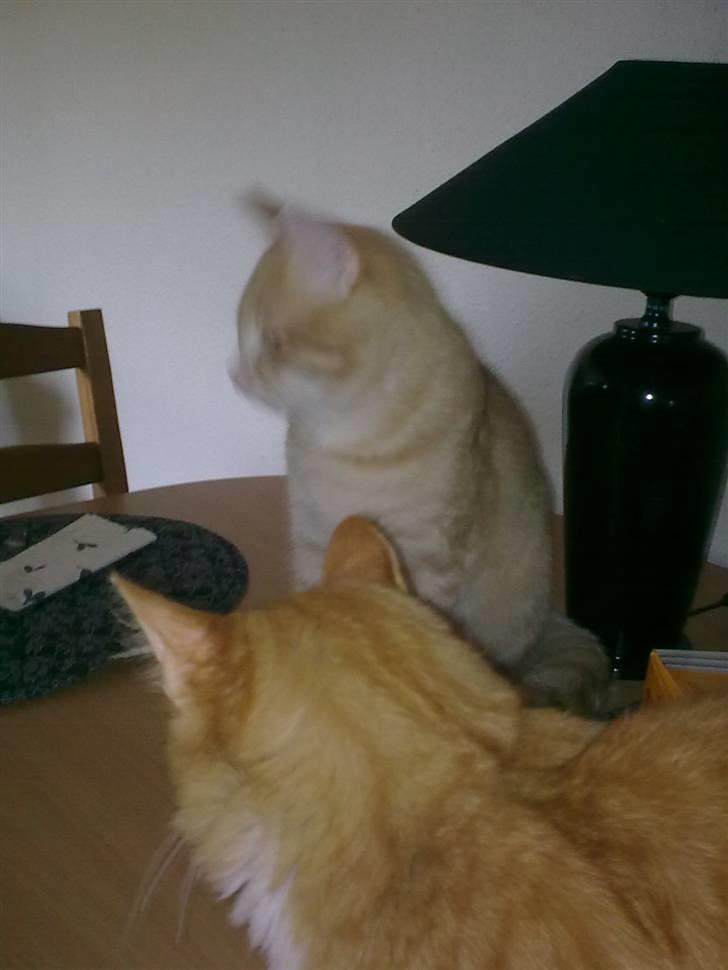 Huskat Tinni billede 8