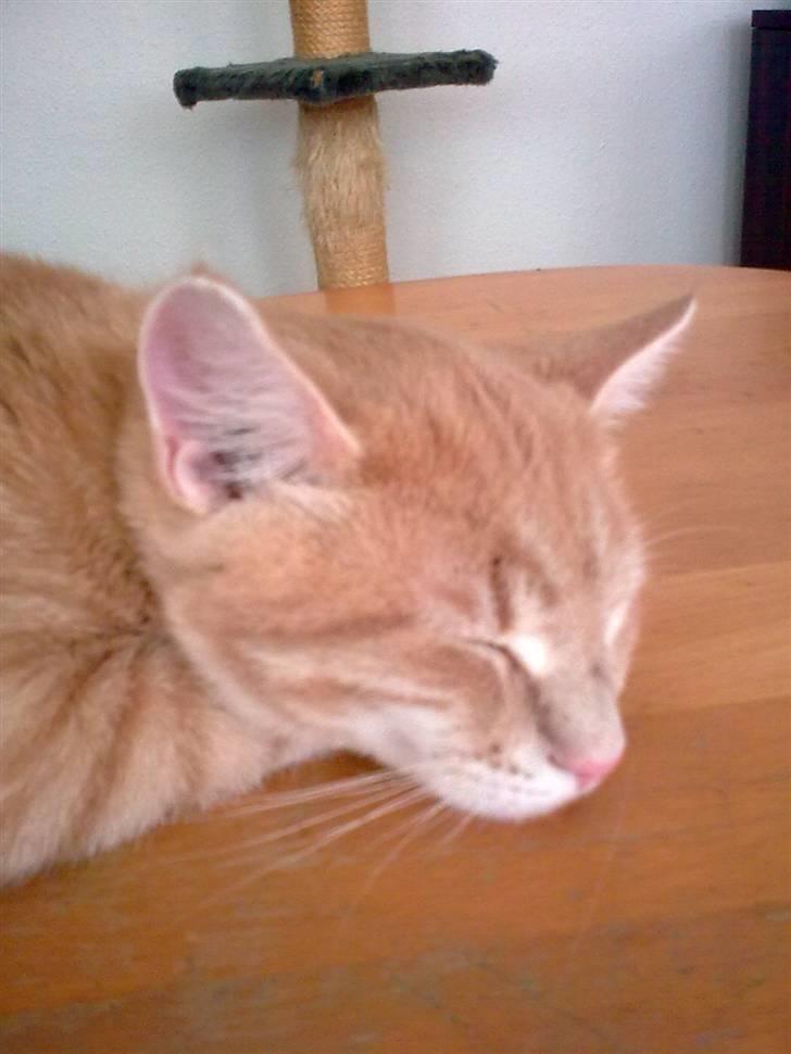 Huskat Tinni billede 9