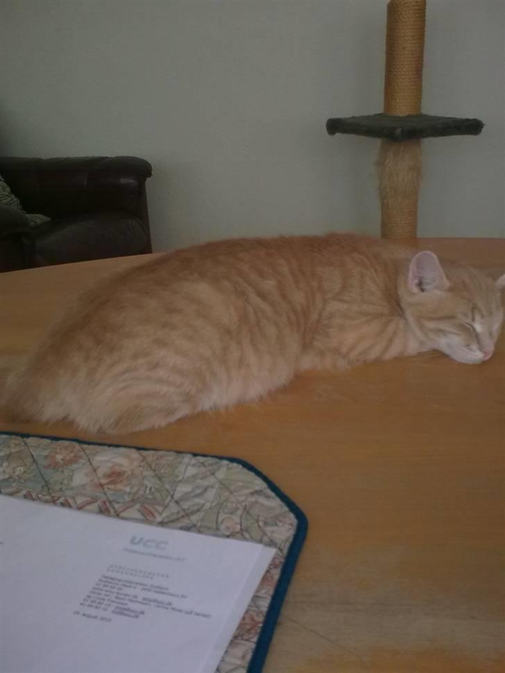 Huskat Tinni billede 10