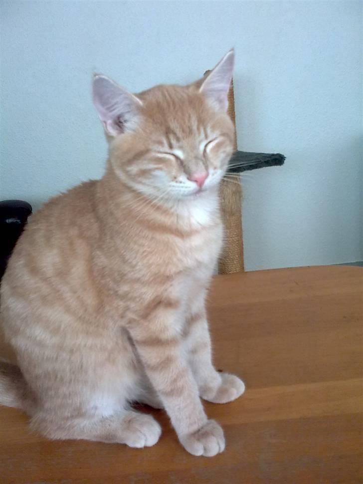 Huskat Tinni billede 11