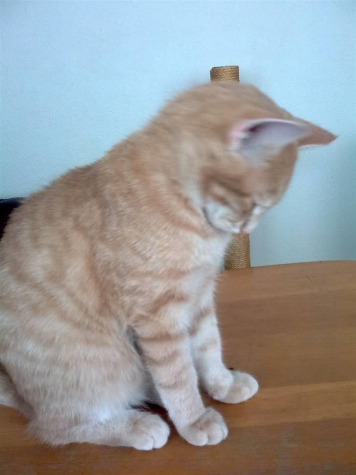 Huskat Tinni billede 12