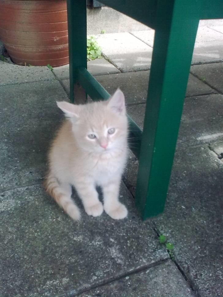 Huskat Tinni billede 13