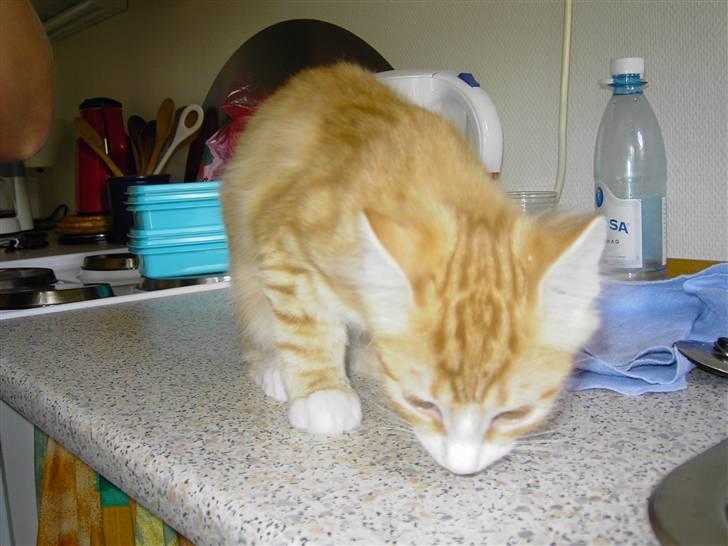 Blanding af racer Magnus billede 2