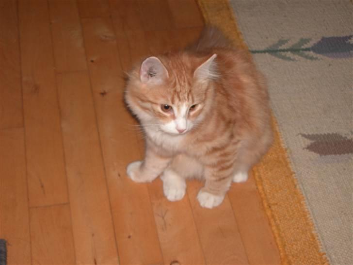 Blanding af racer Magnus billede 5