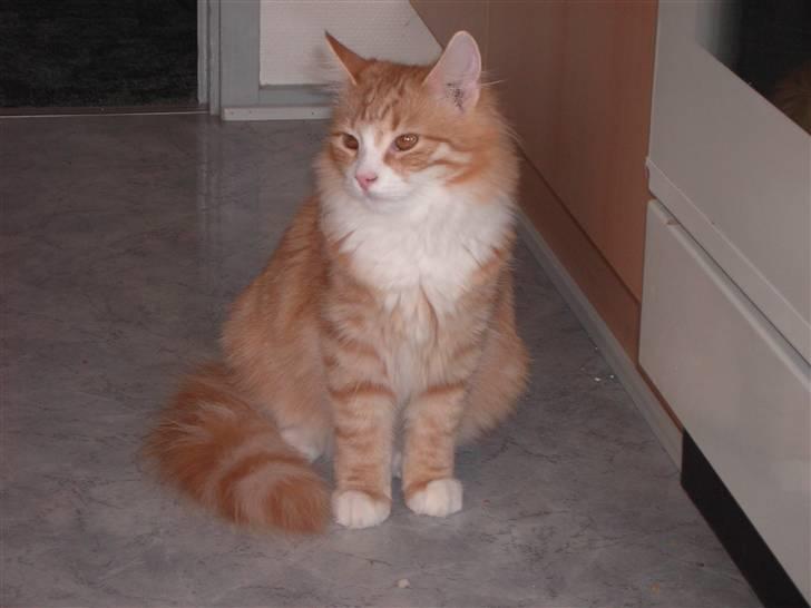 Blanding af racer Magnus billede 6