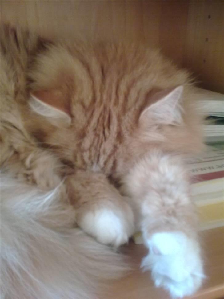 Blanding af racer Magnus billede 8