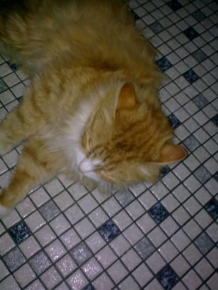 Blanding af racer Magnus billede 9