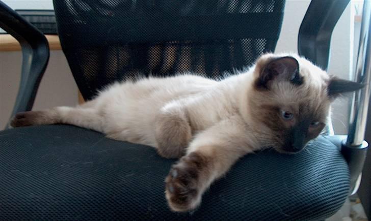 Ragdoll Fenris - jeg er nu 23 uger og vejer 3,5 kg, og elsker min ejers stol, især hvis han har varmet den billede 17