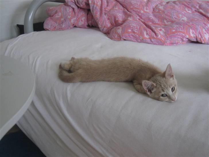 Blanding af racer Gismo billede 20