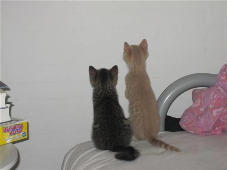 Blanding af racer Gismo - Her har Gismo og Elvis det skide sjovt, med at fange fluer der sidder på væggen. (: billede 11