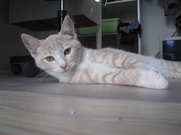 Blanding af racer Gismo billede 9