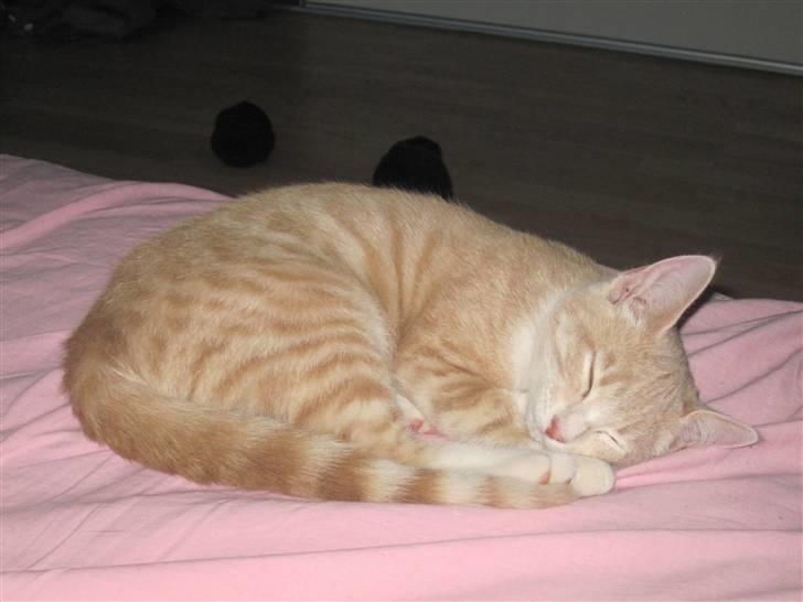 Blanding af racer Gismo billede 8