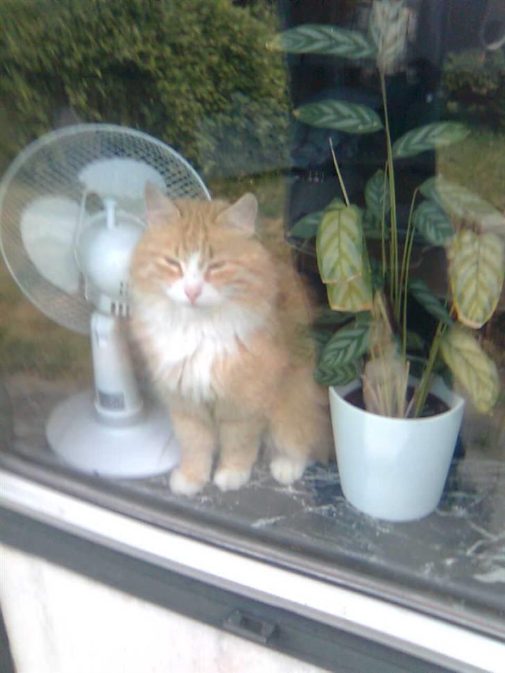 Blanding af racer Magnus billede 12