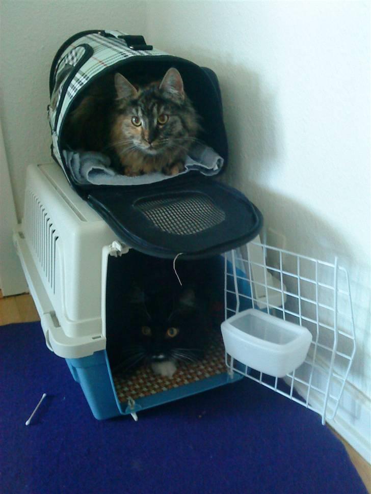 Blanding af racer Phoebe - Missehøjhus! :) billede 12