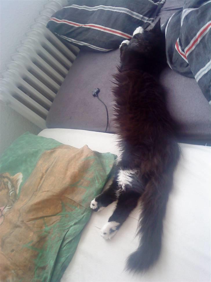 Blanding af racer Phoebe - hun fylder en smule i sengen :) billede 6