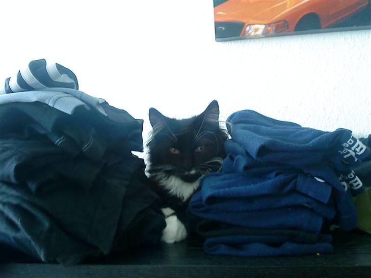 Blanding af racer Phoebe - fandt lige et godt sted at tage en lur - imellem det rene vasketøj :) billede 10