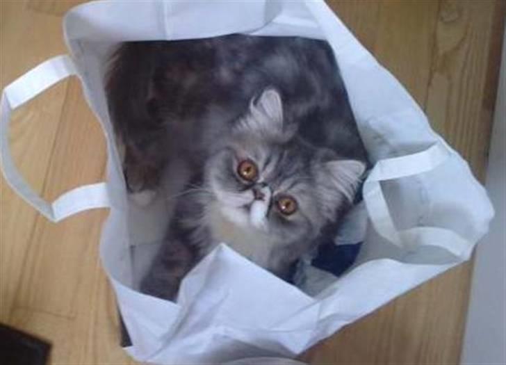 Perser SnowFlake aka. Snowi - Katten i... posen? billede 5