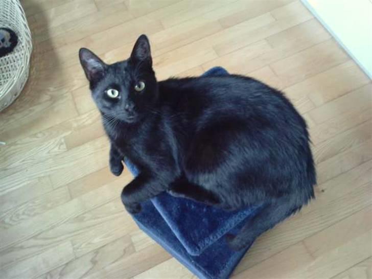 Huskat Poul R.I.P :'( billede 8