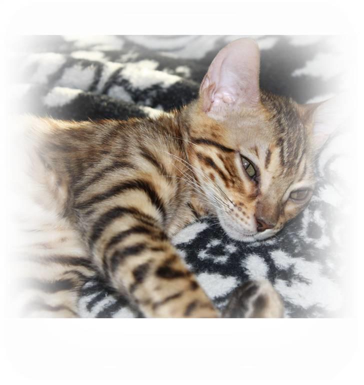 Bengal Gaia Of Golden Haze - Lille og træt billede 7