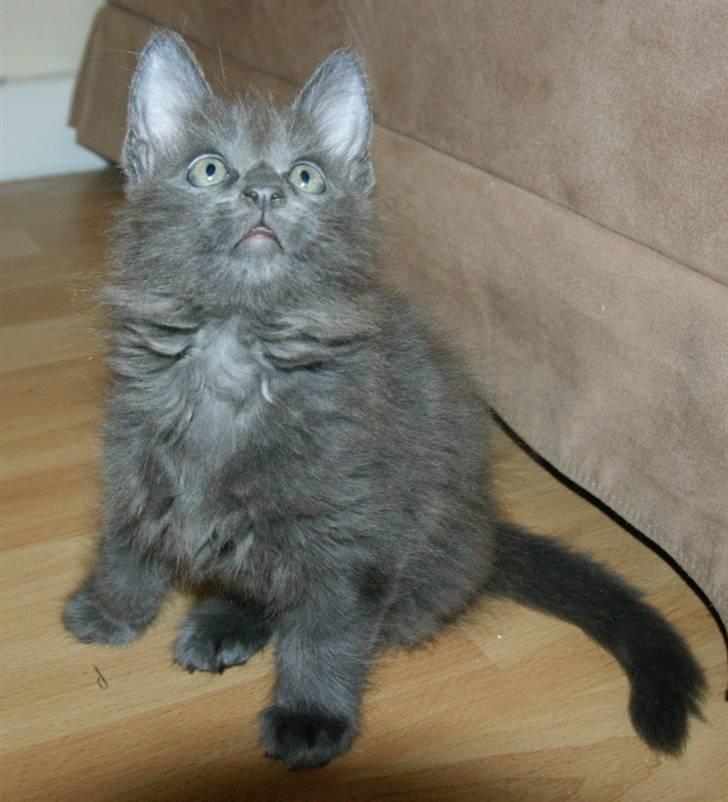 Maine Coon Tomahawk´s bull goes hunt billede 6