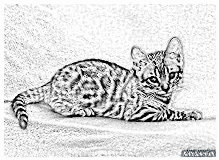 Bengal Gaia Of Golden Haze - Lavet af Hanne... tak :-) billede 8