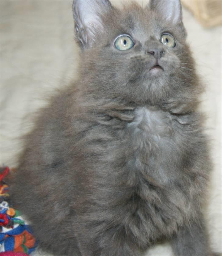 Maine Coon Tomahawk´s bull goes hunt billede 7