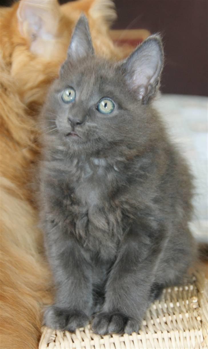 Maine Coon Tomahawk´s bull goes hunt billede 8