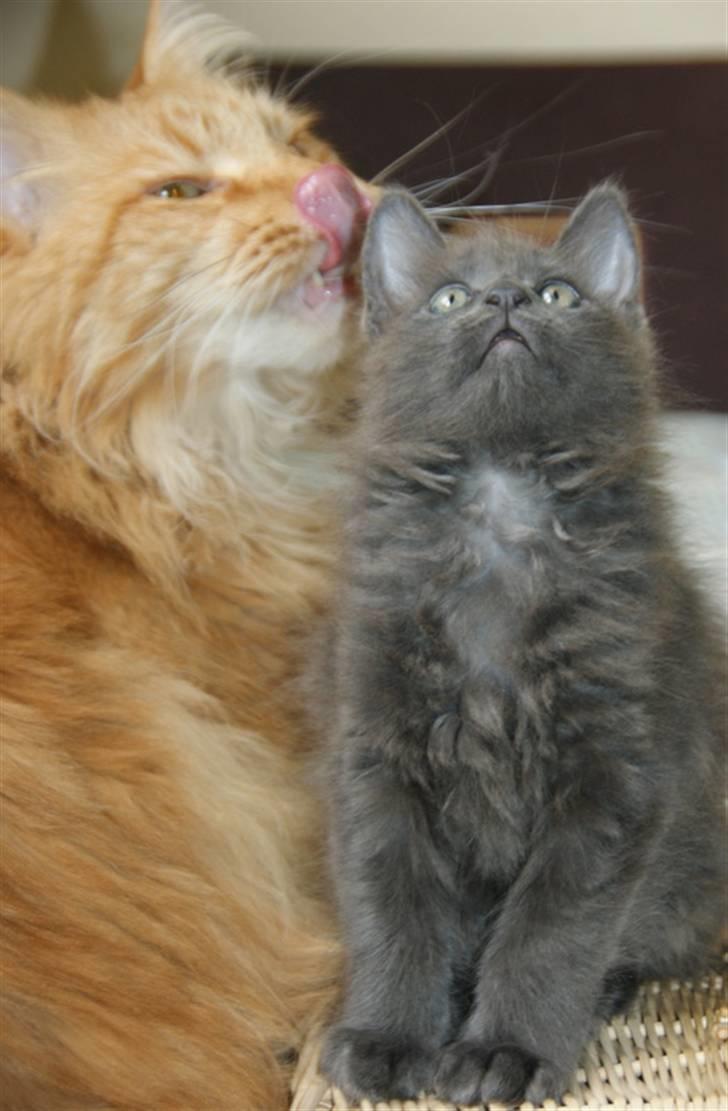 Maine Coon Tomahawk´s bull goes hunt billede 9