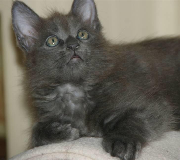 Maine Coon Tomahawk´s bull goes hunt billede 10