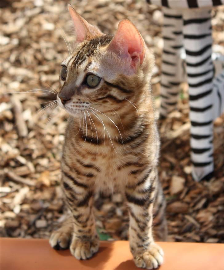 Bengal Gaia Of Golden Haze - Dejligt at være ude billede 9