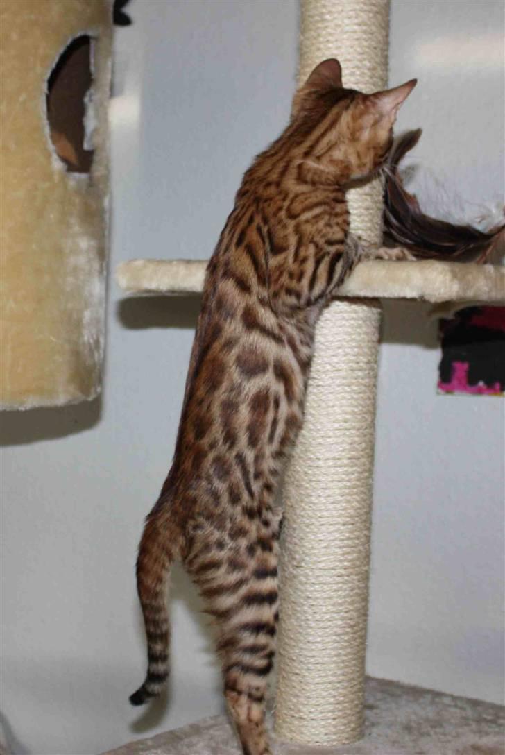 Bengal Gaia Of Golden Haze - Smukke aftegninger billede 10