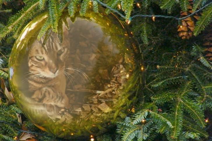 Bengal Danger After Dark - Klar til jul billede 7