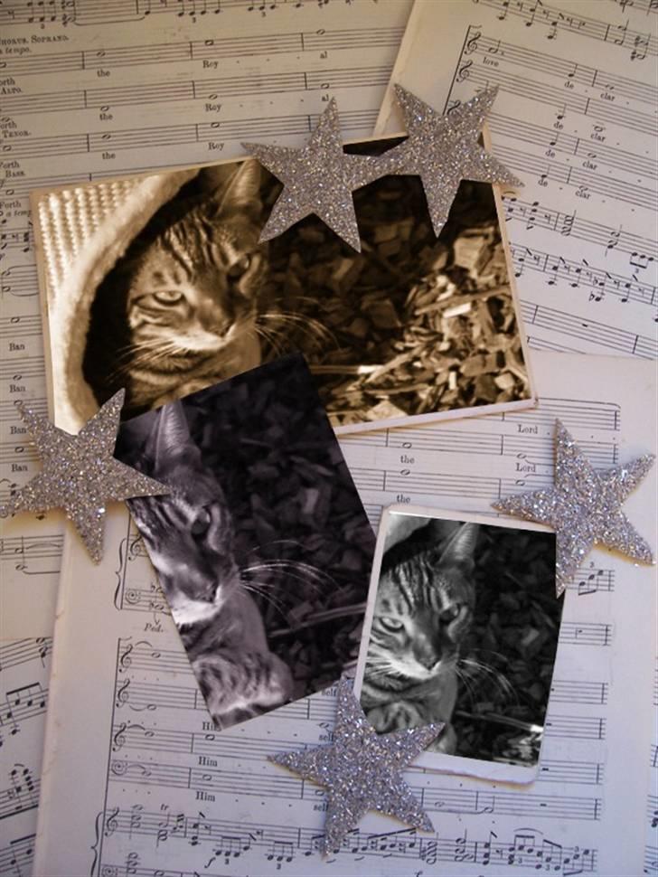 Bengal Danger After Dark - Smuk og delig mis :-) billede 8