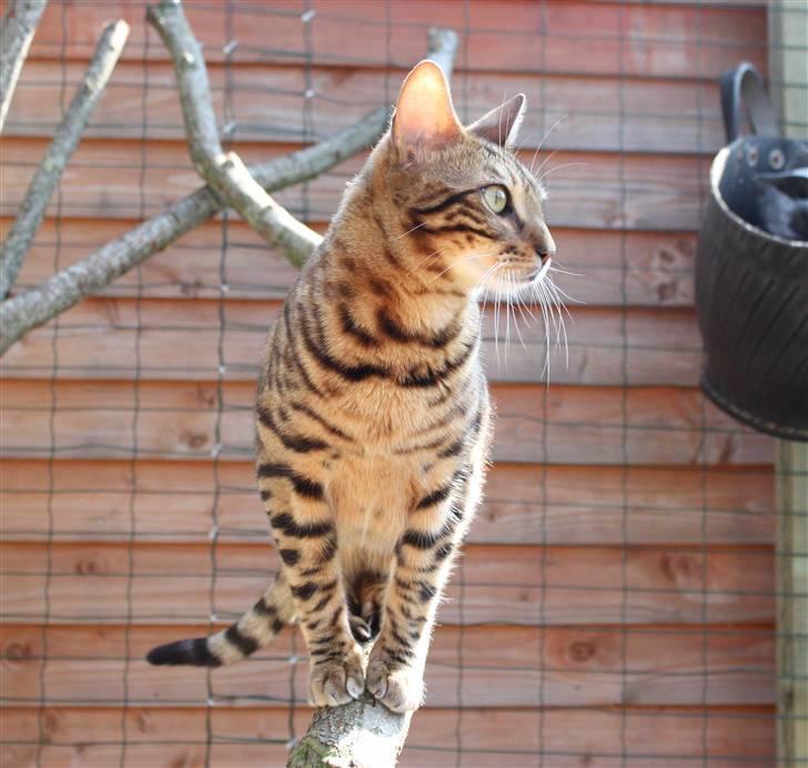 Bengal Danger After Dark - Flot og dejlig :-) billede 9